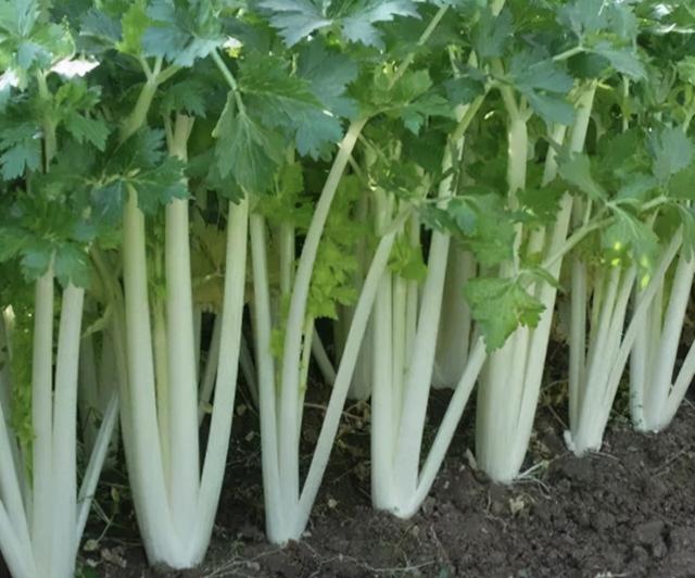 芹菜的种植方法及产量（如何种植出产量高）(1)