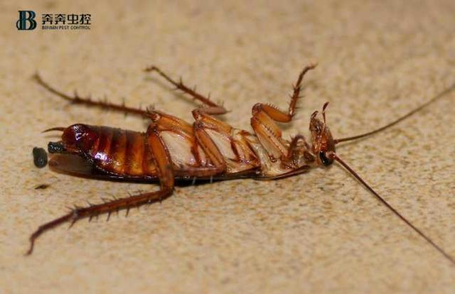蟑螂咬人后的皮肤症状（蟑螂的危害及消灭方法）(1)