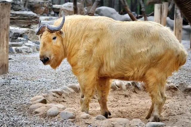 路边发现一只奇怪的牛（陕西村民发现怪异生物）(1)