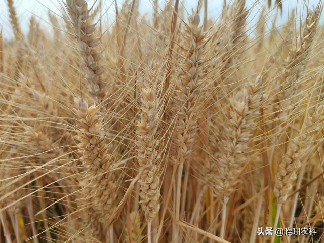 小麦品种小麦品种（这四个小麦新品种）(1)