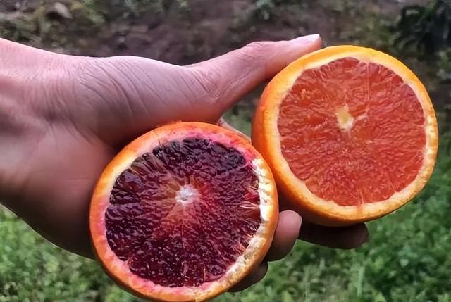 红肉橙和血橙的区别（潘橙解读血橙红橙）(1)