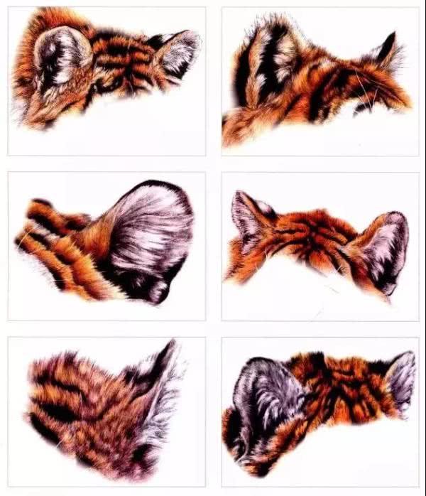 如何用最简单的方法画老虎 分步骤教你画老虎(1)