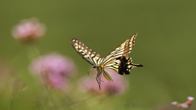 武夷山濒临灭绝的蝴蝶（百山祖国家公园出现的300种蝴蝶物种）(1)
