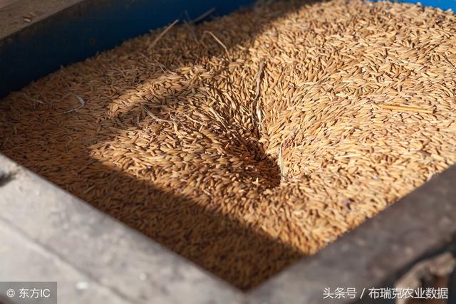 喂猪麸皮和稻糠哪个好（解析养殖业中米糠是否可以代替麸皮）(1)