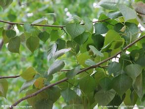 杨树的养殖方法和注意事项（杨树的栽培与管理技术）(1)