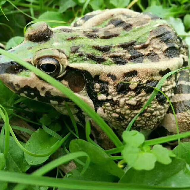 青蛙人工孵化方法（青蛙受精卵孵化与蝌蚪养殖技术）(1)