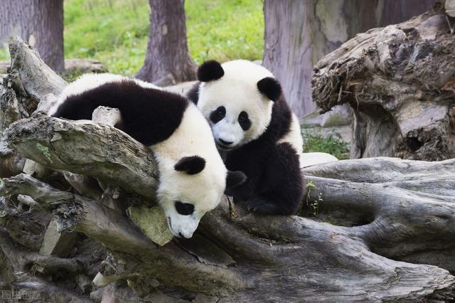 睡前故事之美丽的大熊猫（有眼界的大熊猫）(1)
