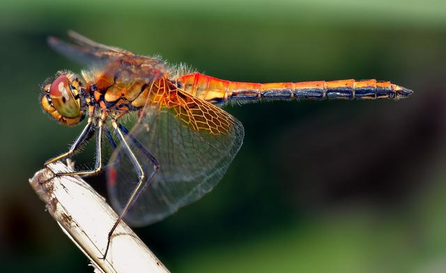 最大的蜻蜓种类（最被低估的昆虫）(1)