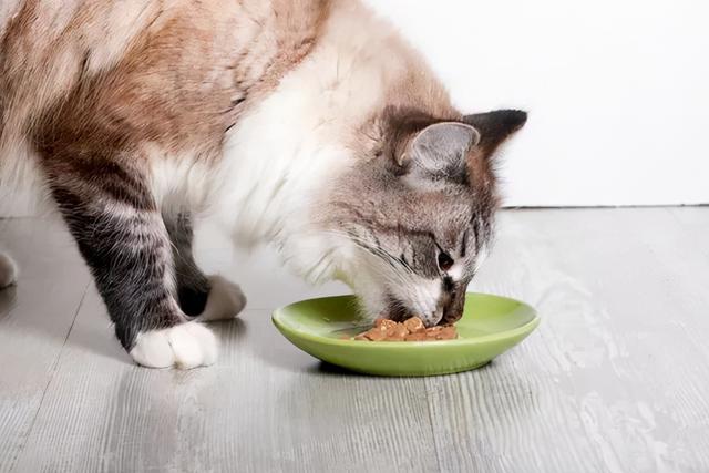 猫咪除了猫粮还可以吃什么（适合猫咪吃的8种食物）(1)
