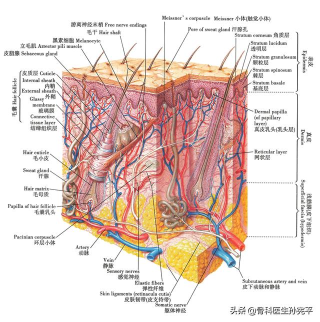 皮肤解剖图教程（皮肤的解剖图谱）(1)