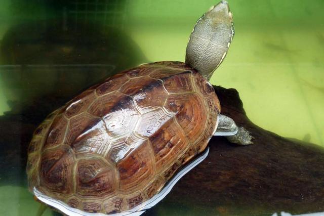 绿水养龟需要多长时间（绿水养龟好处多）(1)