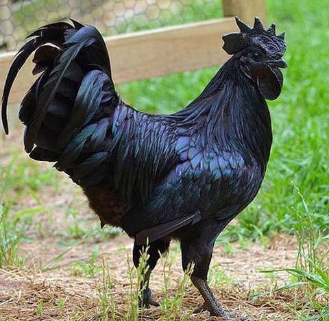 印尼顶级金属鸡（印尼有一种兰博基尼鸡）(1)