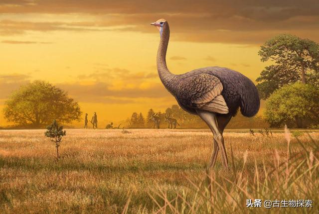 人类已知最大鸟（古生物学家发现北半球第一巨鸟）(1)