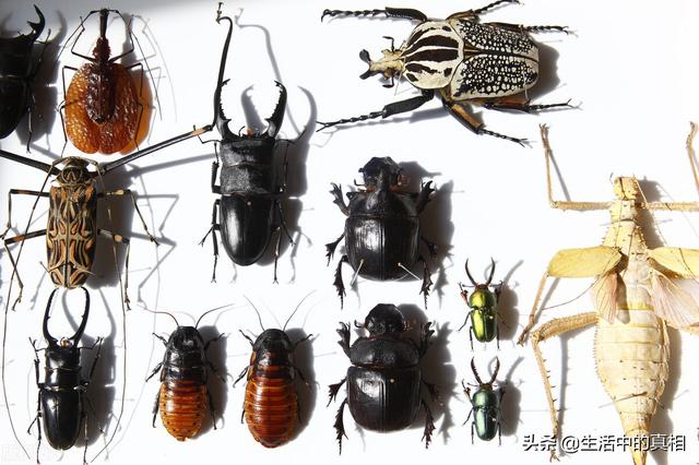 家庭生活中常见的虫子（生活中这6种虫子很危险）(1)