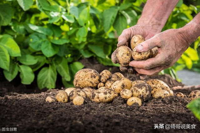最实用的土豆的保存方法（原来保存土豆这么简单）(1)