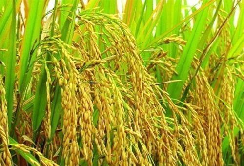 水稻品种排名前十的品种有哪些（好吃不等于好种）(1)